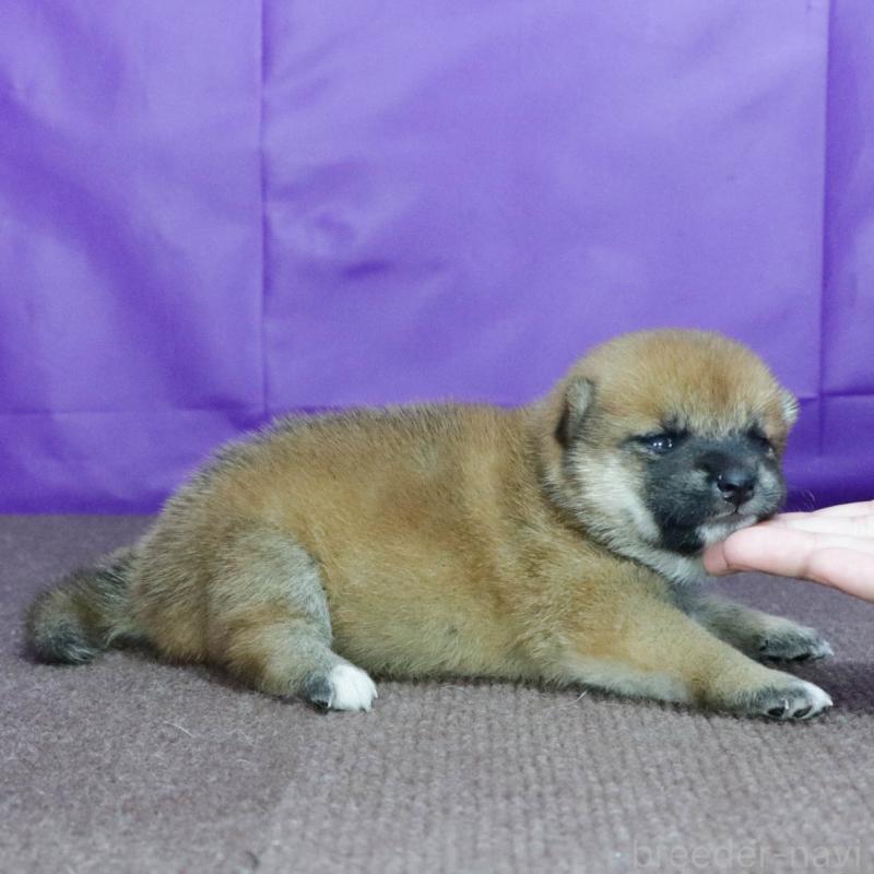 販売中の愛知県の柴犬-406307の2枚目
